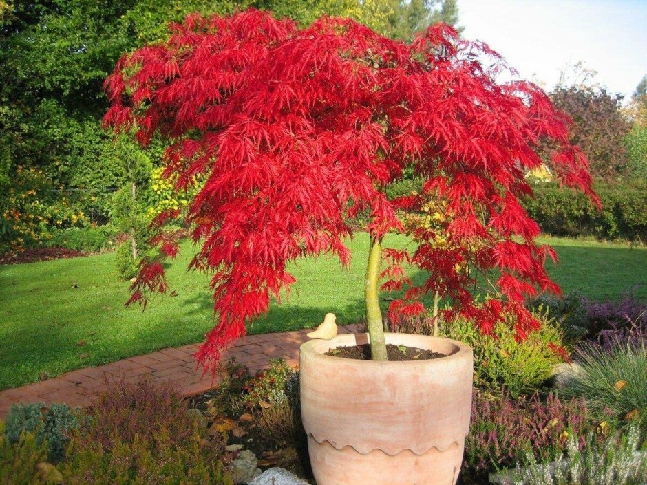 Клен веерный Гарнет