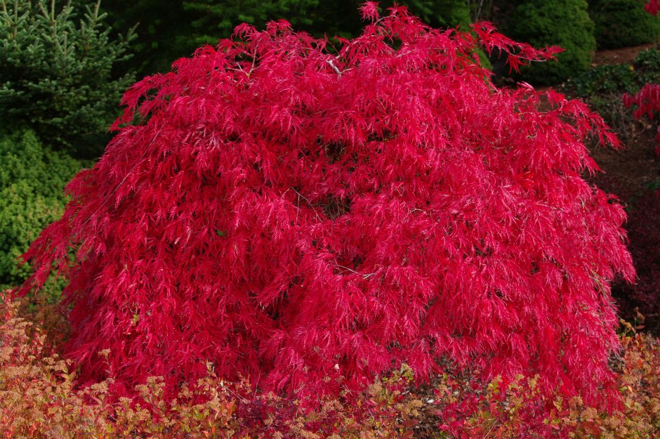 Acer palmatum 'Crimson Princess'