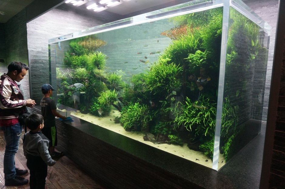 Такеши Амано акваскейп