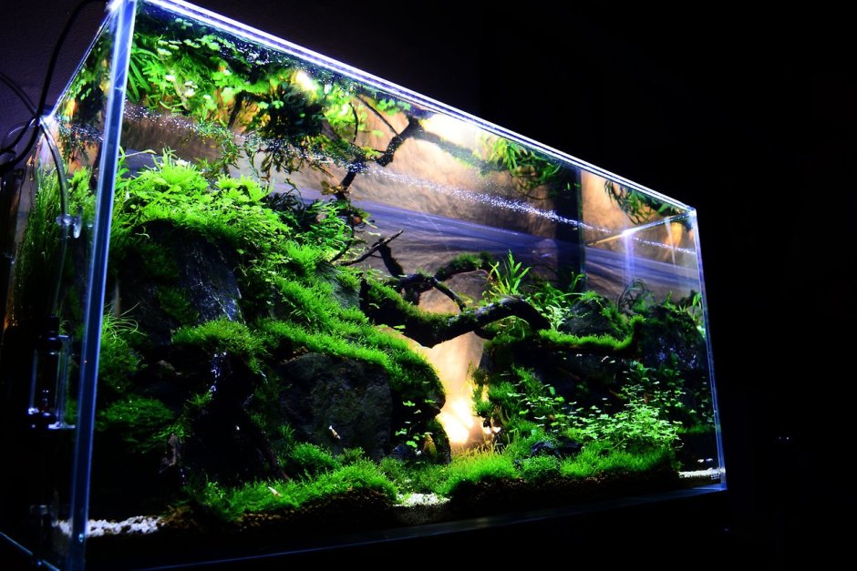 Акваскейп в аквариуме