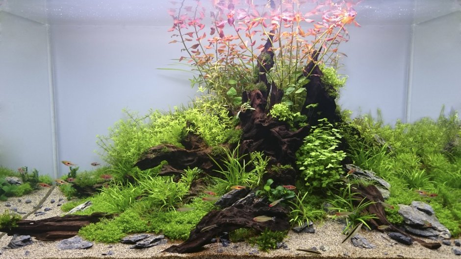 Акваскейп Амано с корягами