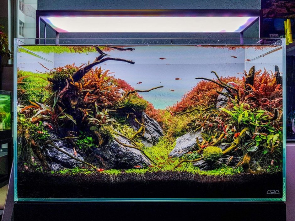 Тереза Лазар акваскейп