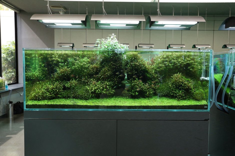 Такаши Амано