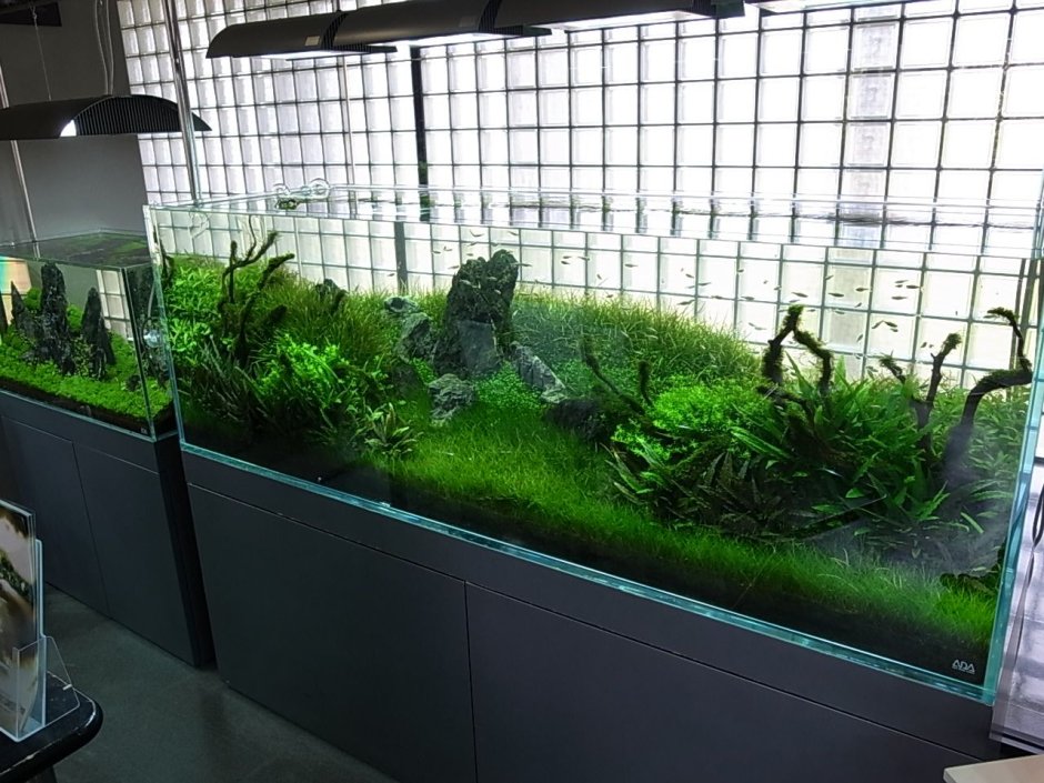 Японский аквариумист Такаши Амано