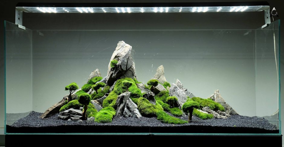 Акваскейп Драконий камень