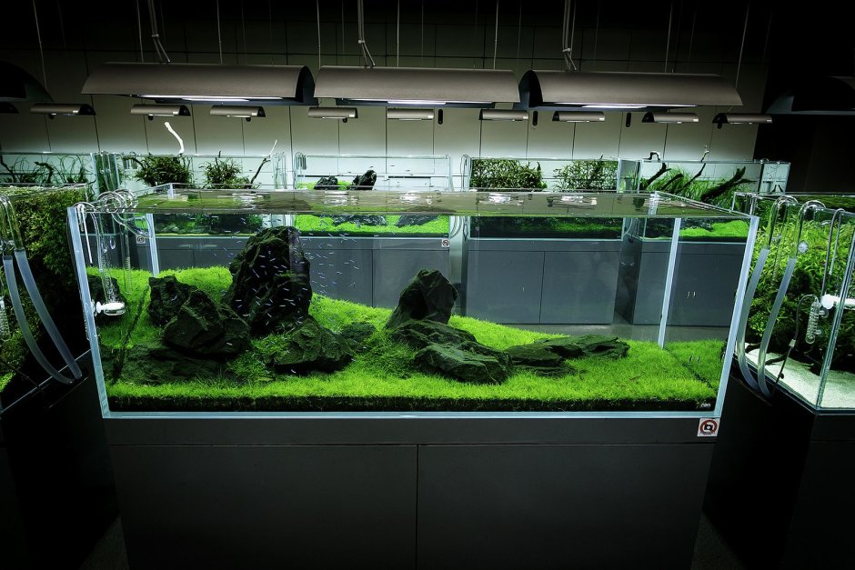 Галерея Такаши Амано