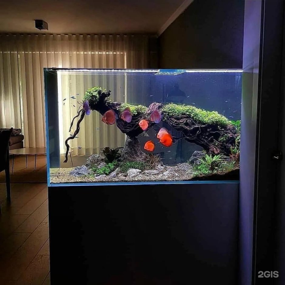 Акваскейп с дискусами