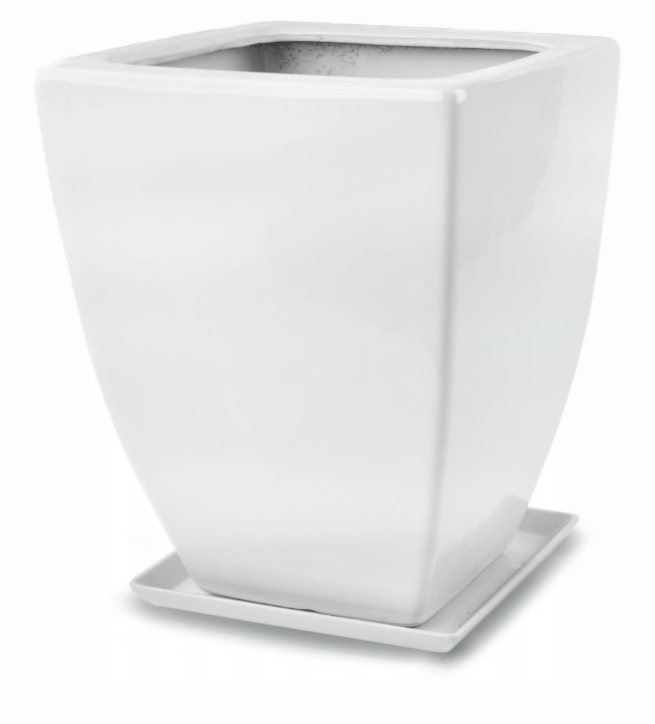 Суккулентное растение в горшке