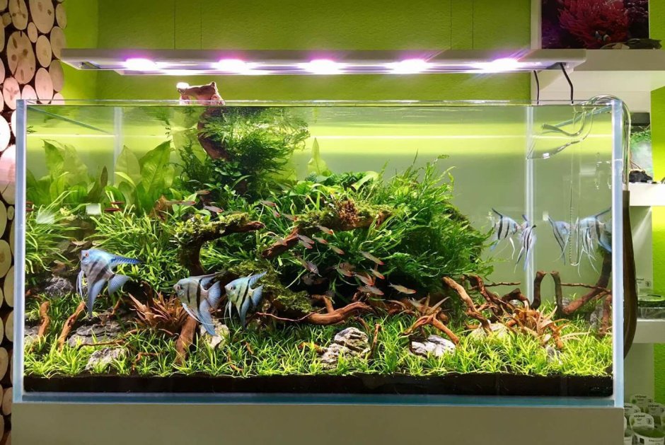 Палюдариум акваскейп