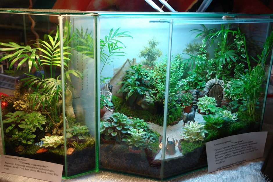 Флорариум большой из аквариума