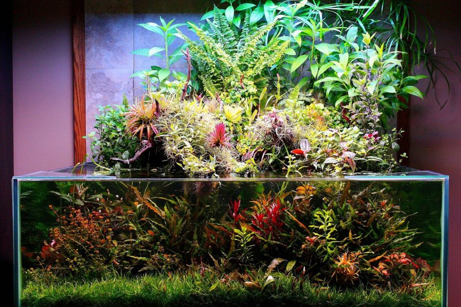 Аквариум палюдариум растения