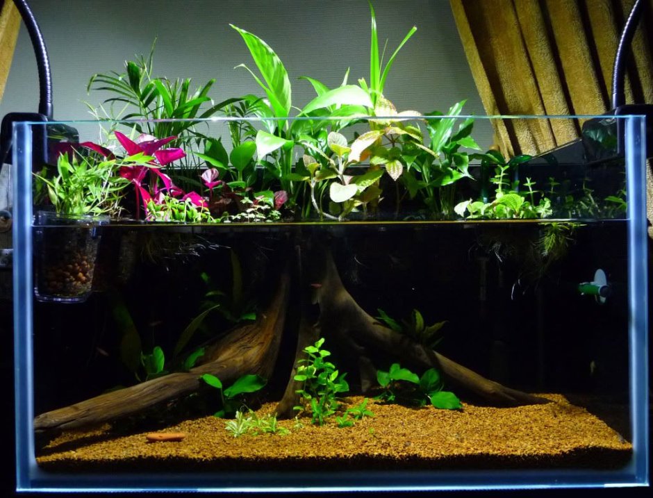 Палюдариум с аксолотлем