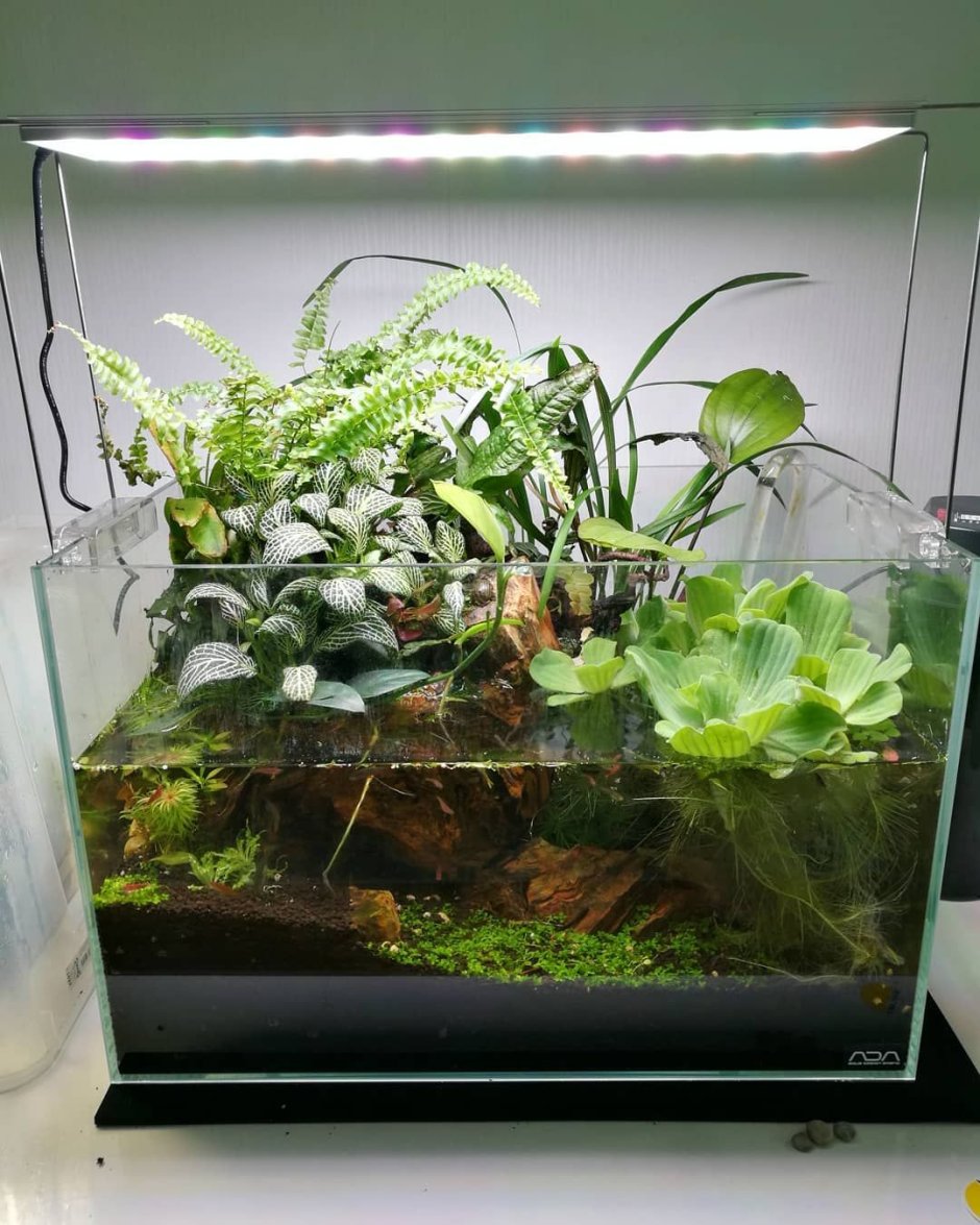 Палюдариум ada