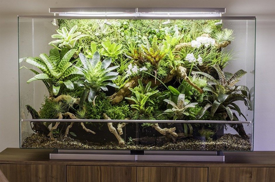 Комнатные растения в аквариуме