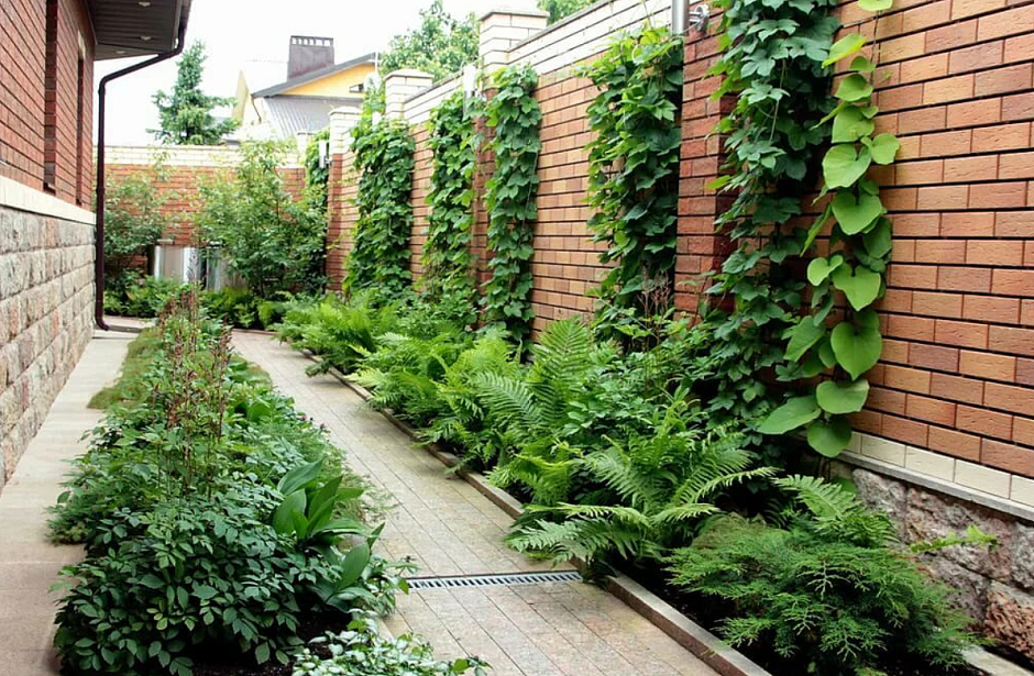 Миксбордер с жасмином