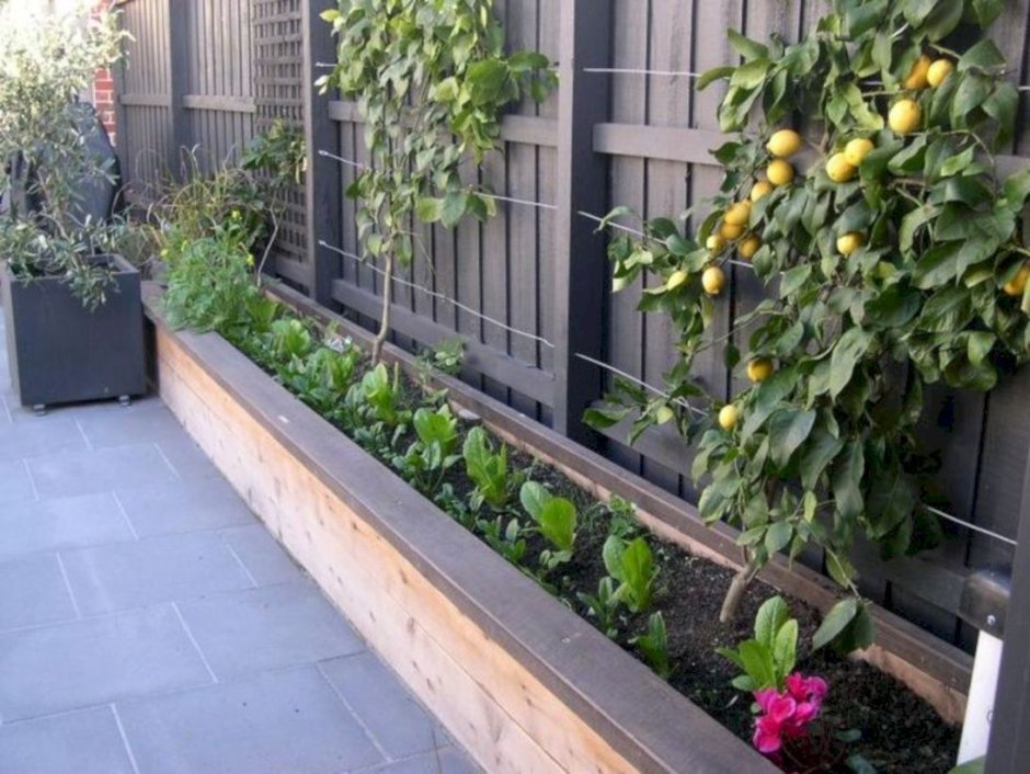 Рабатка Тунберга