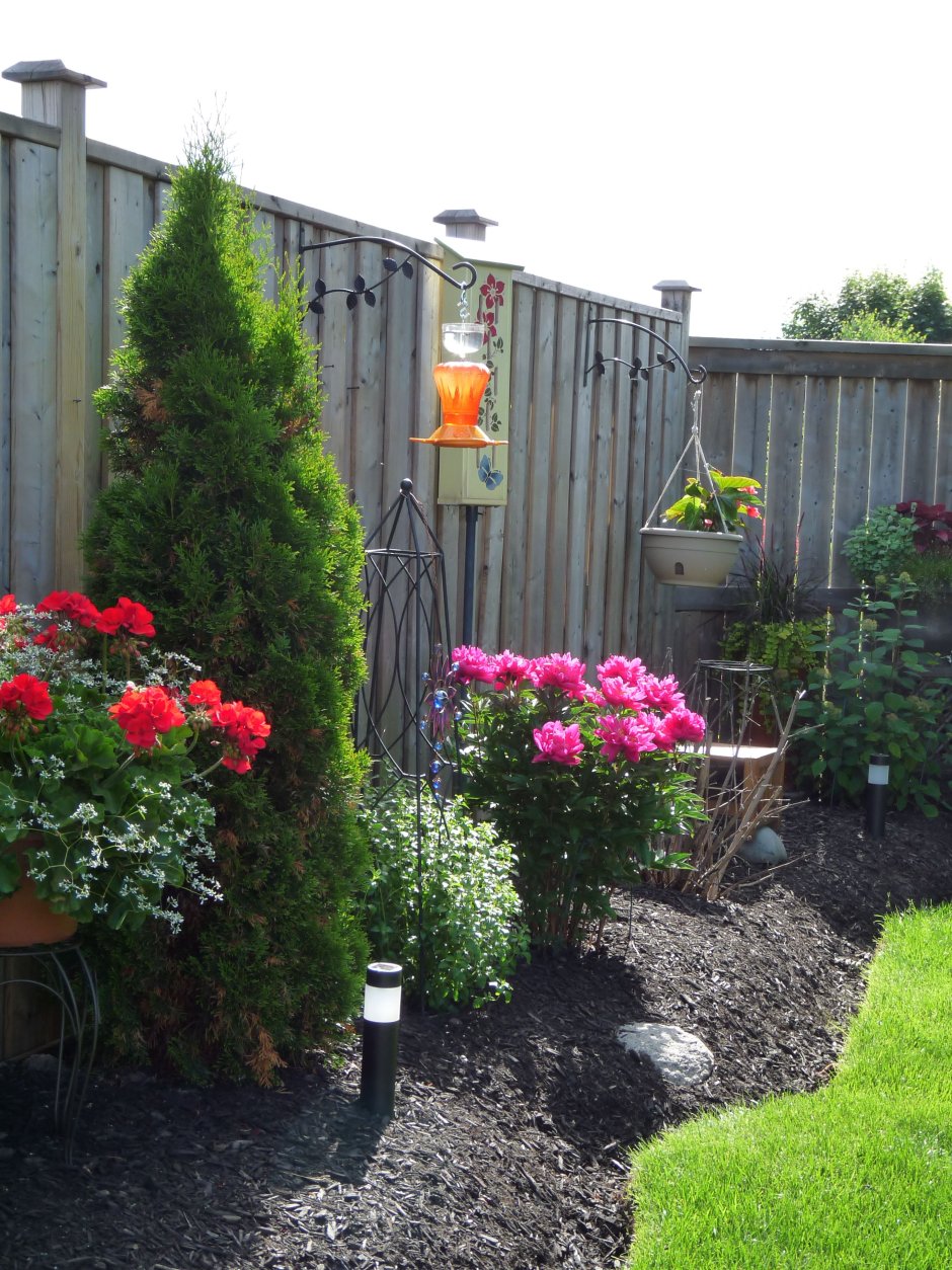 Туи и дерен вдоль забора