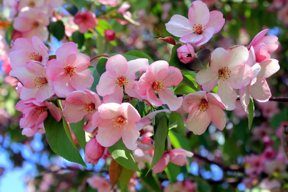 Розовая яблоня