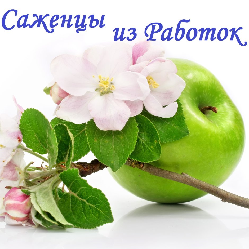 Полупрозрачные яблони для фона