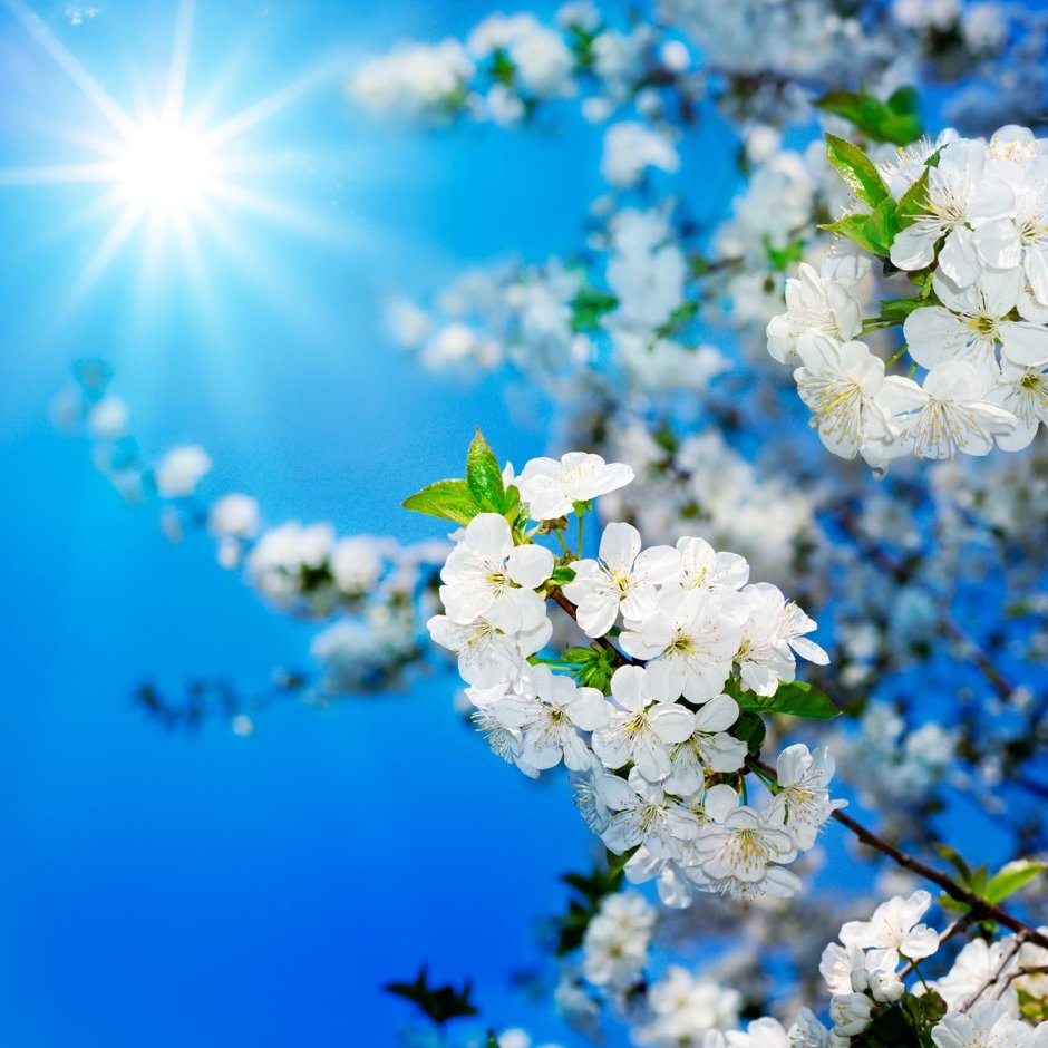 Весенние открытки