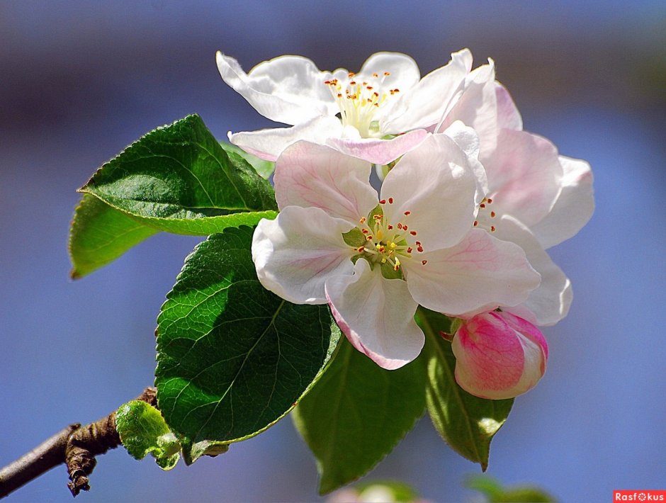 Антоновская яблоня цветет