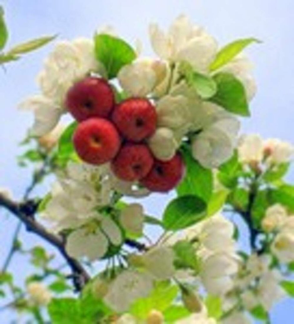 Ранет сорт Лидия