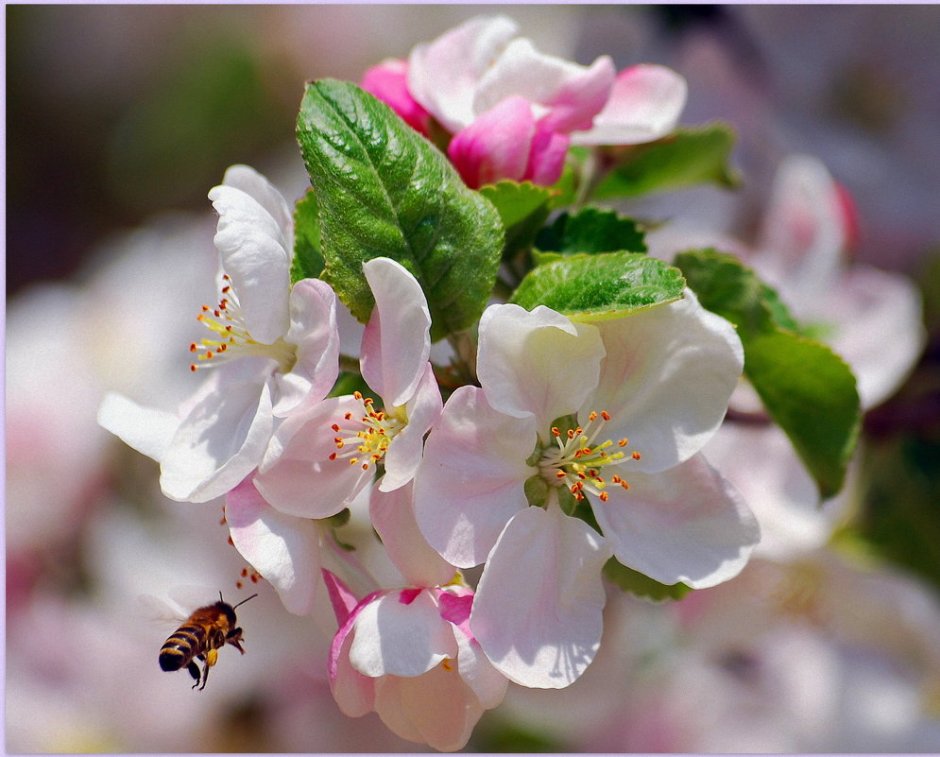 Яблони в цвету