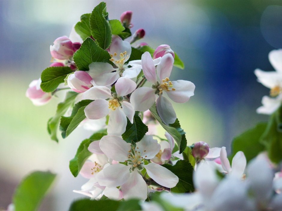 Яблоня зацвела