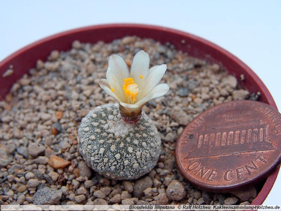 Blossfeldia liliputana