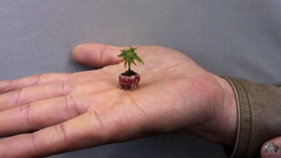 Самый маленький бонсай в мире