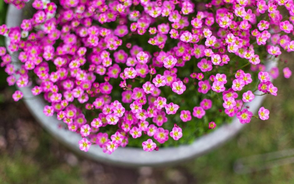 Мелкие цветочки