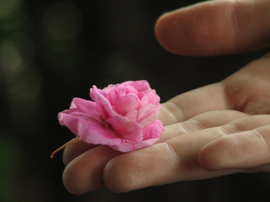 Цветы в ладонях