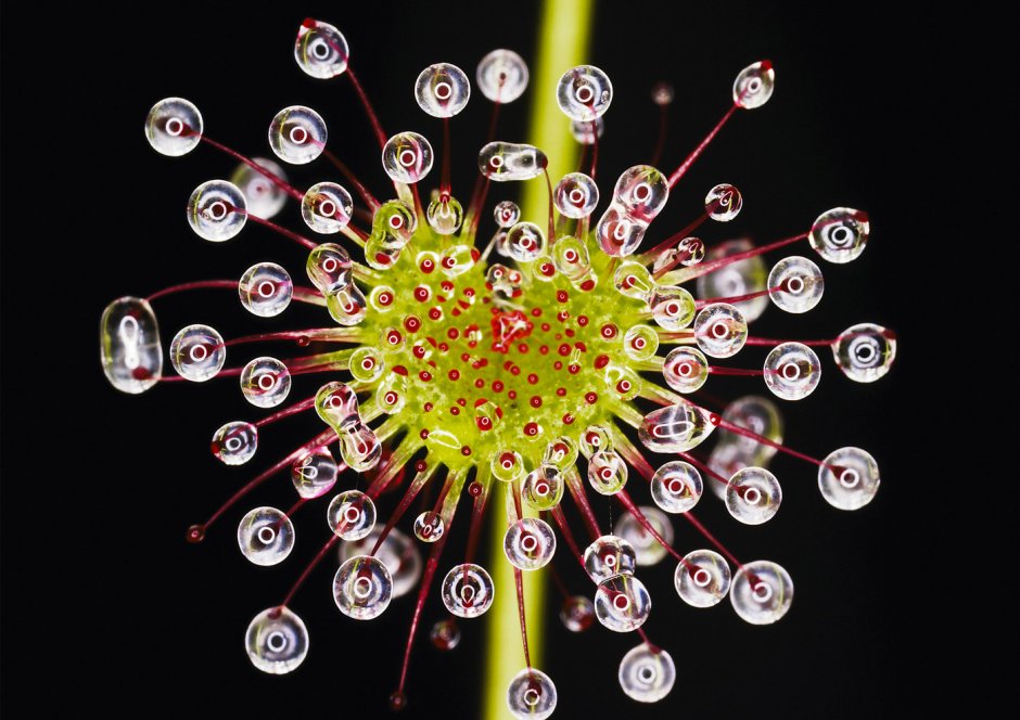 Необычные цветы