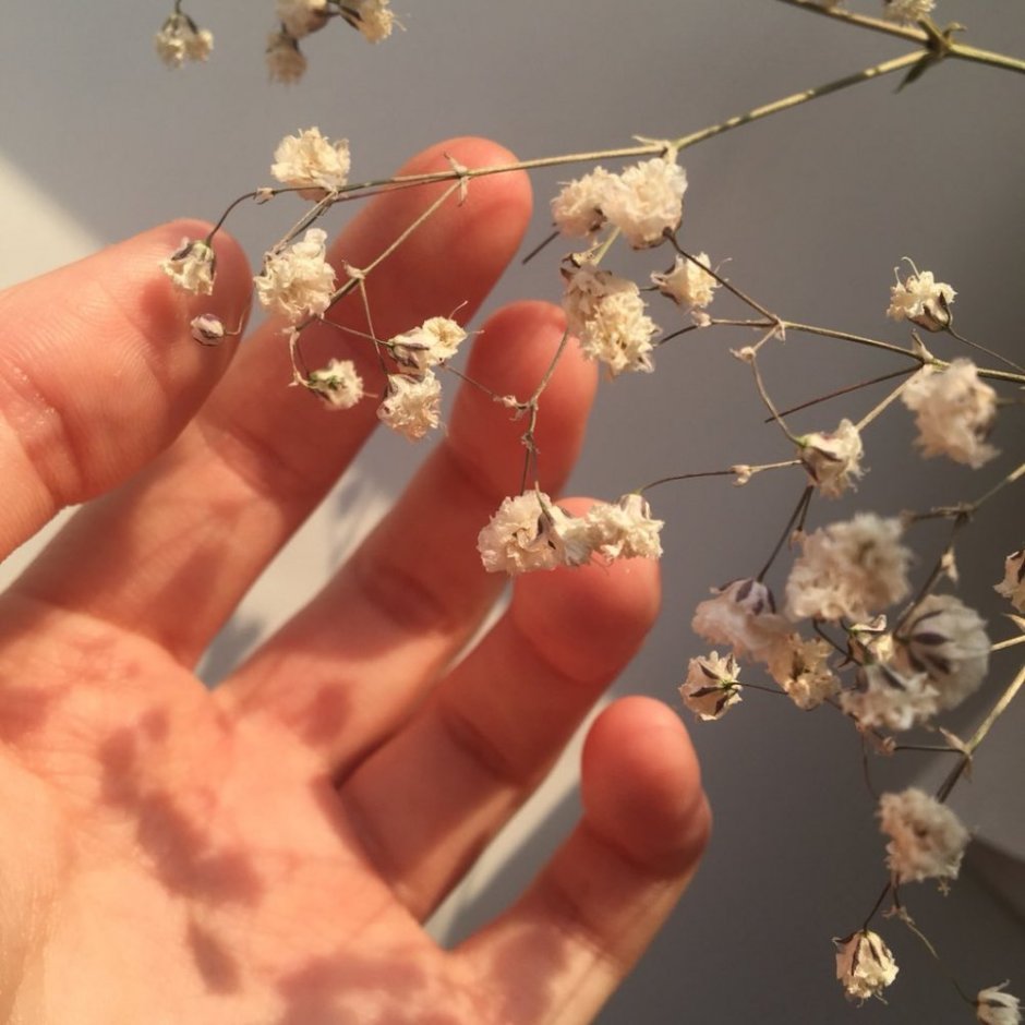 Маленькие цветы Эстетика