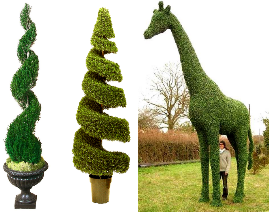 Топиарии Бачо