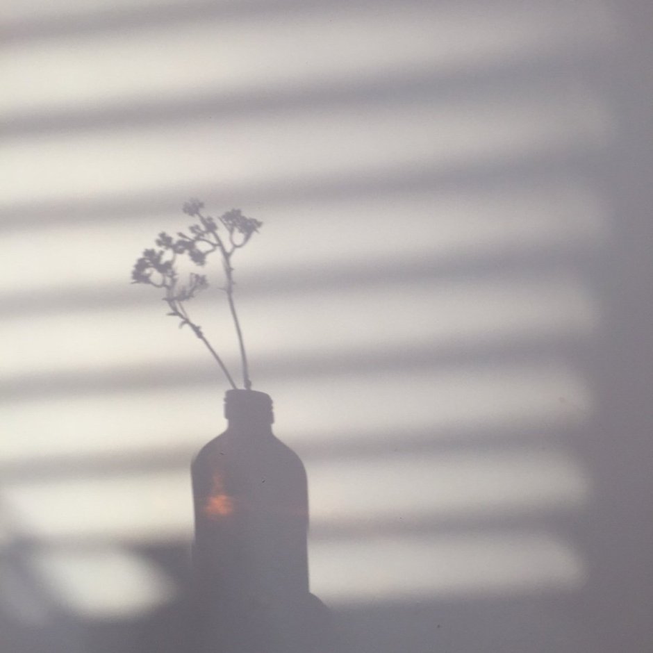 Цветы Эстетика Минимализм