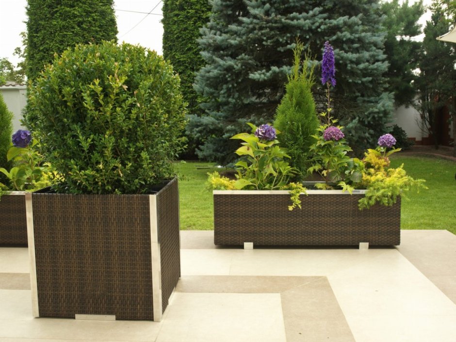 Озеленение в кадках