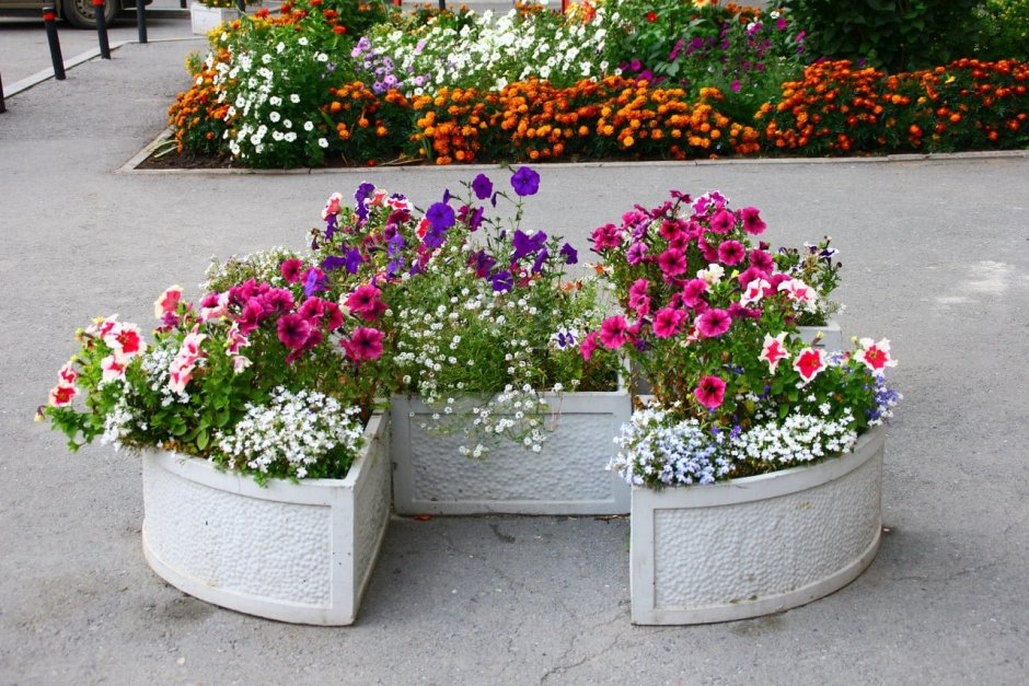 Вазон Акант (Dominican Garden)