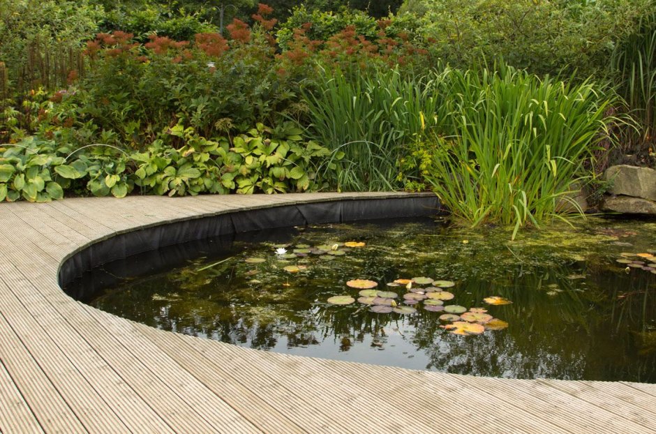 Огородный прудик