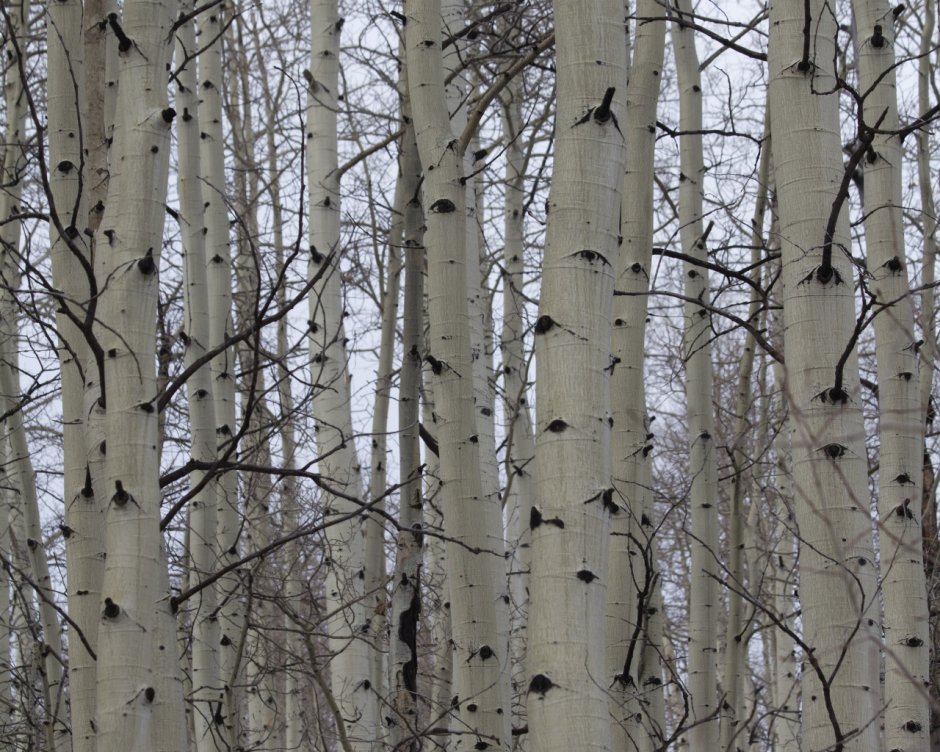 Сердце из березовых веток