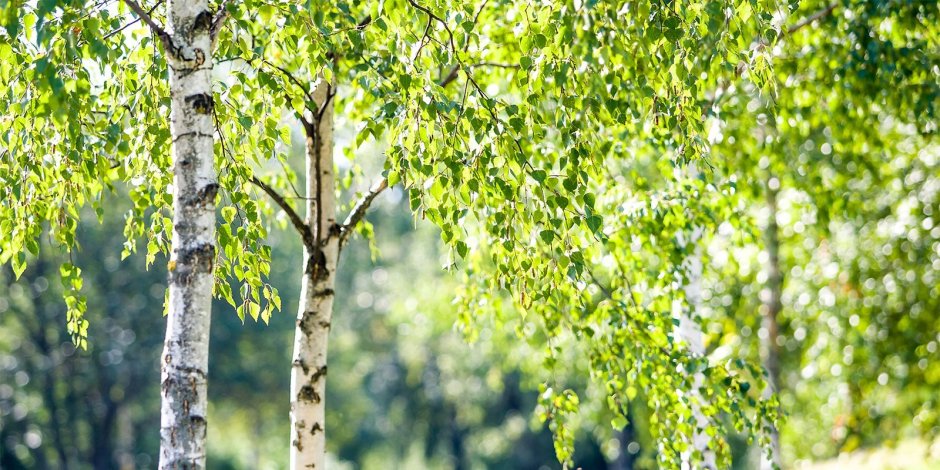 Объемное дерево