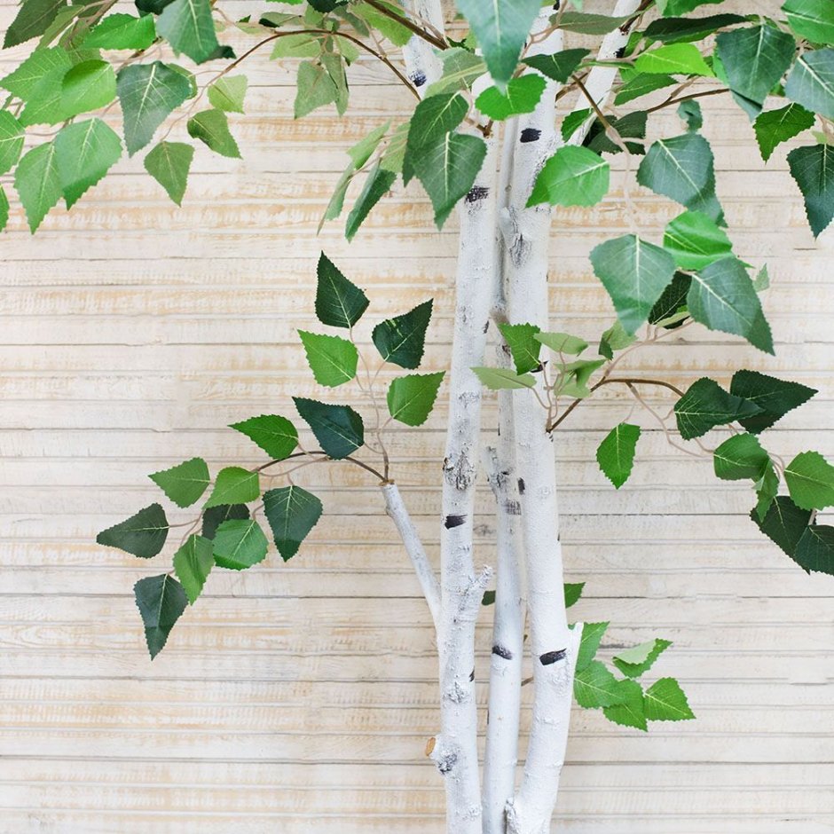 Березка Азалия дерево