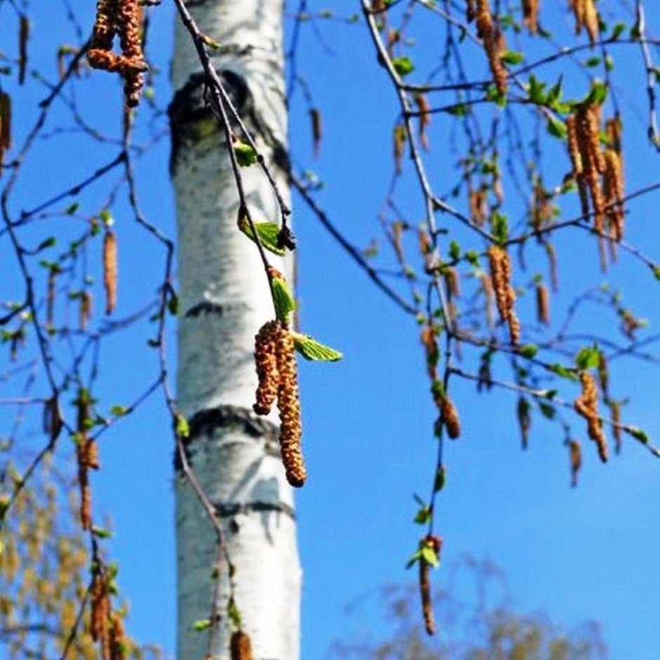 Декор для сада из веток