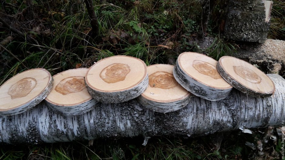 Березы наклейки на стены