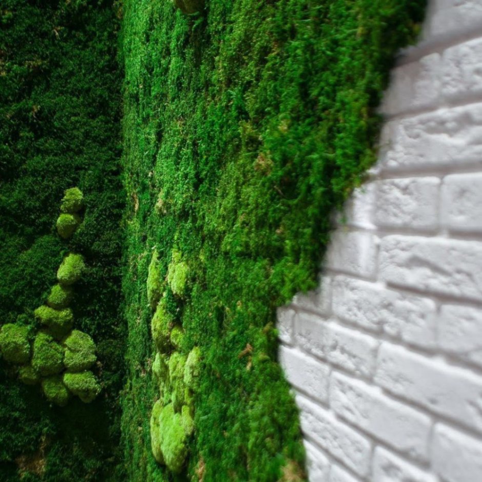 Декоративный мох