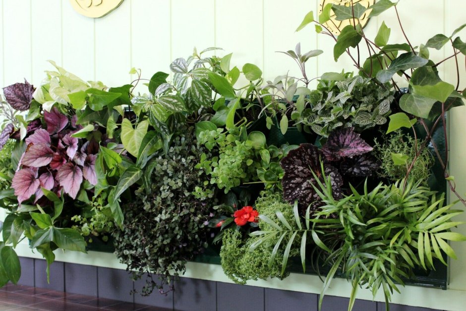 Литопсы флорариум