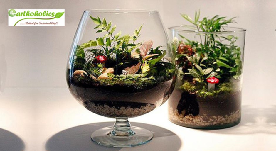 Фитодизайн комнатных растений