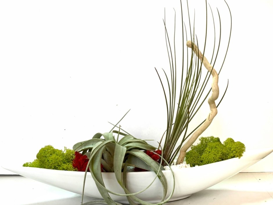 Сансевьера фитодизайн