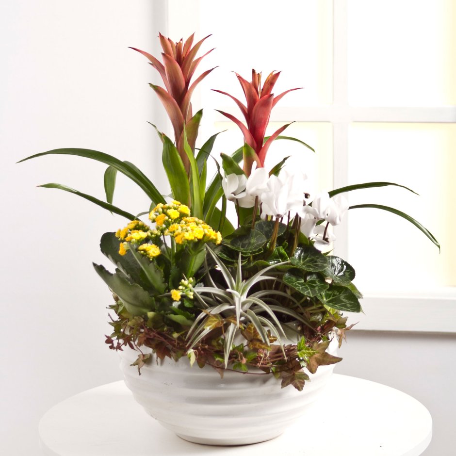 Фитокомпозиции в интерьере