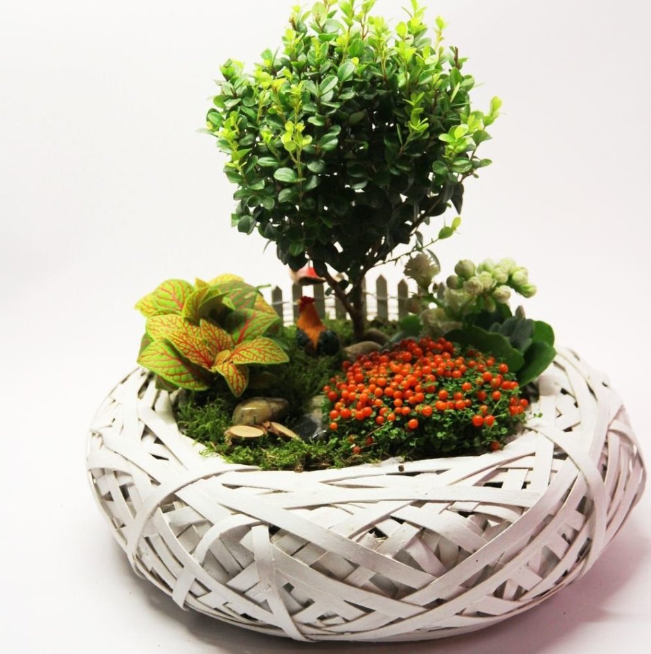 Флорариум в аквариуме